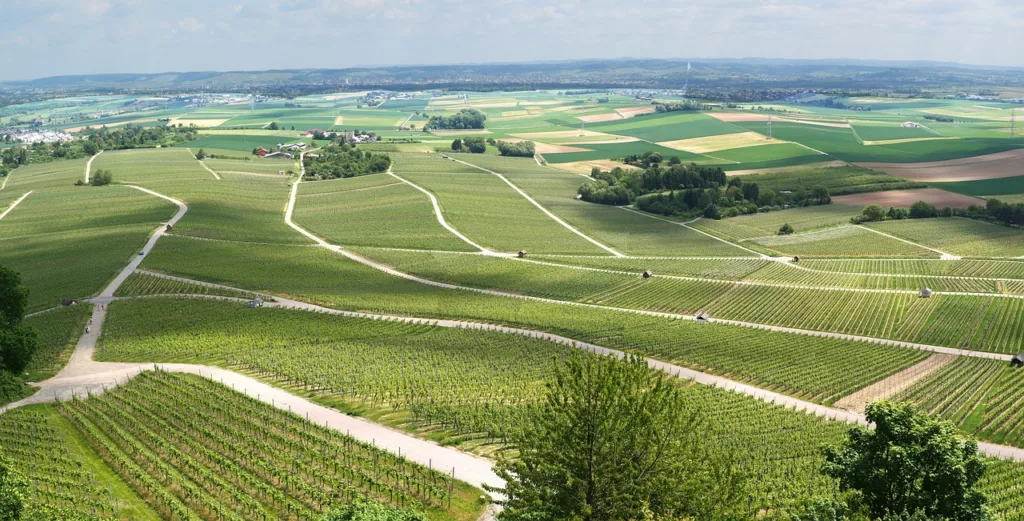 panorama, vineyards, vines-2350356.jpg