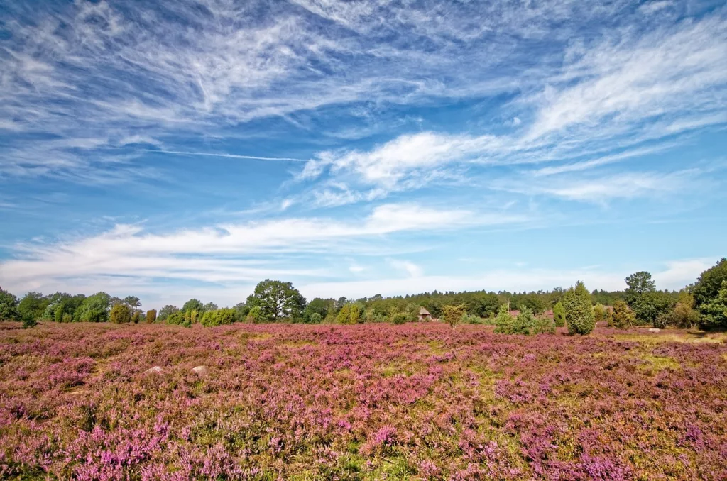 germany, lüneburg heath, heather-3683709.jpg