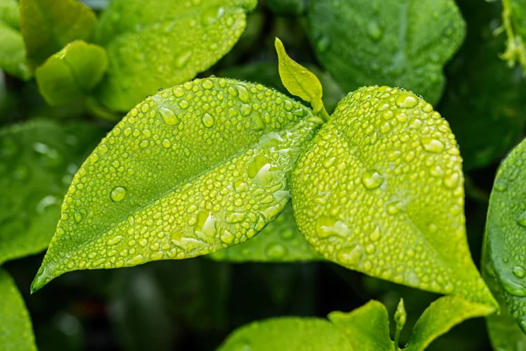 leaf, green, foliage-1001679.jpg