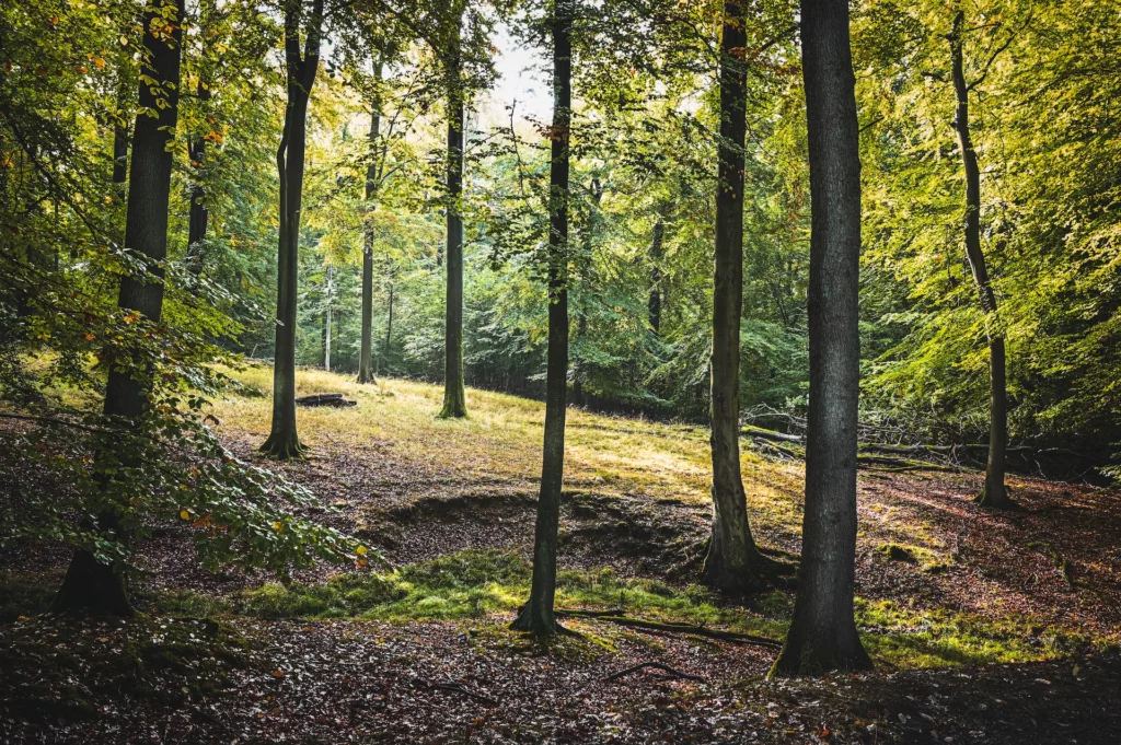 wald Castrop-Rauxel